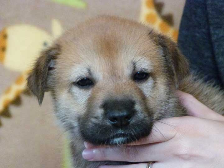chinook puppy